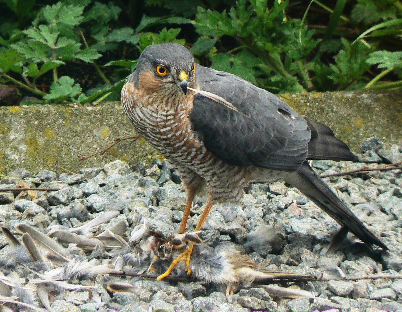 Eurasian sparrowhawk — Photographs 1