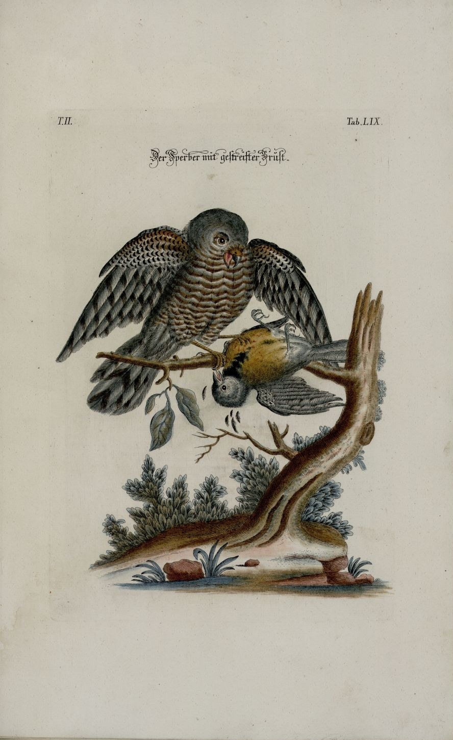 Eurasian sparrowhawk — Photographs 2