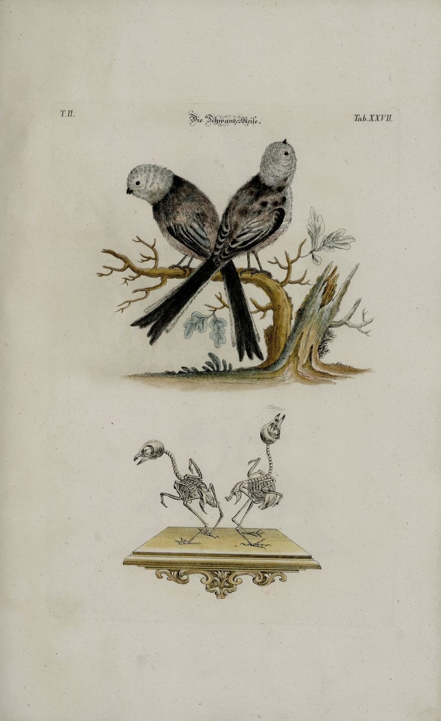 Schwanzmeise — Fotos 2