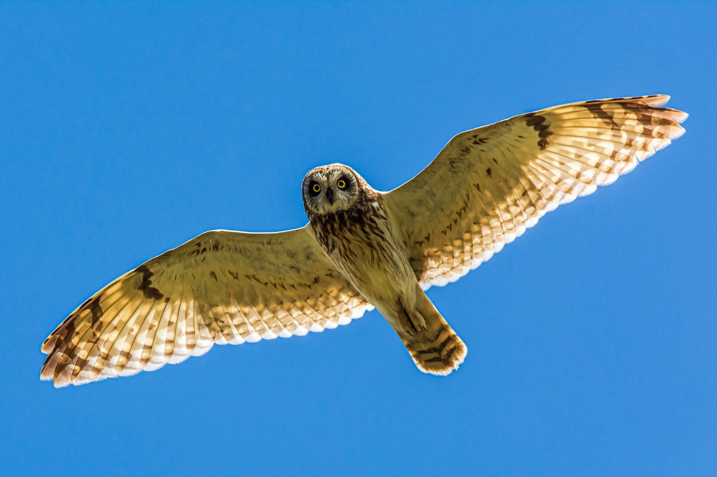 Short-eared owl — Photographs 1