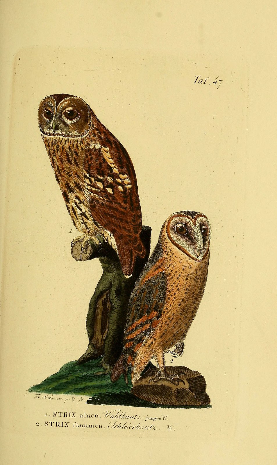 Short-eared owl — Photographs 2