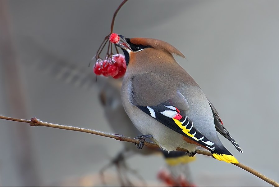 Bohemian waxwing — Photographs 1