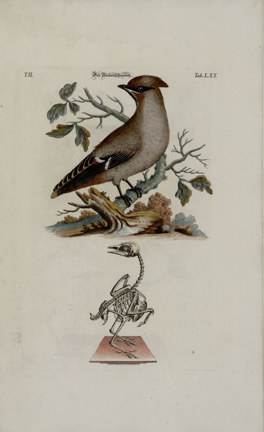 Bohemian waxwing — Photographs 2
