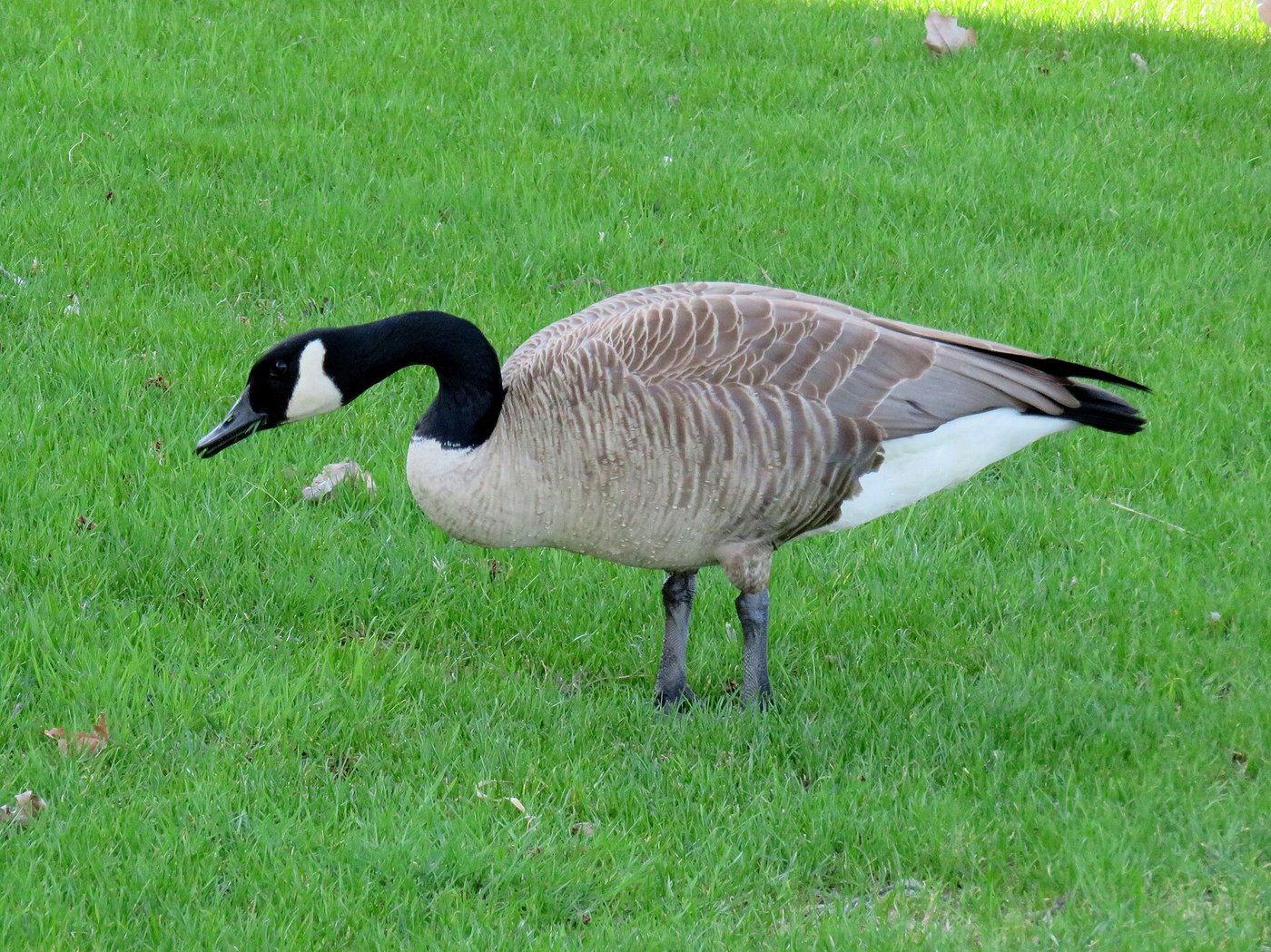 Canada goose — Photographs 1