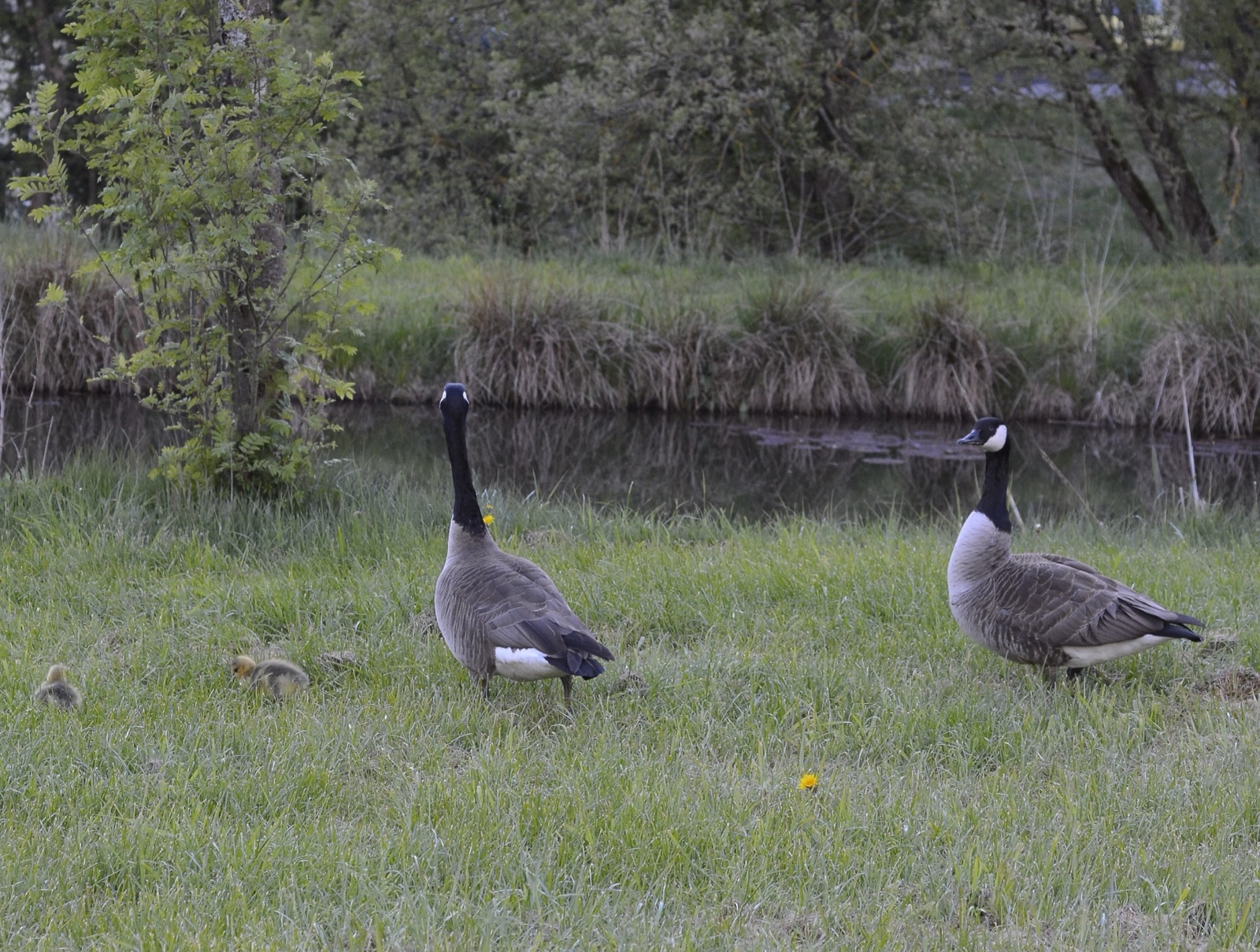 Canada goose — Photographs 2