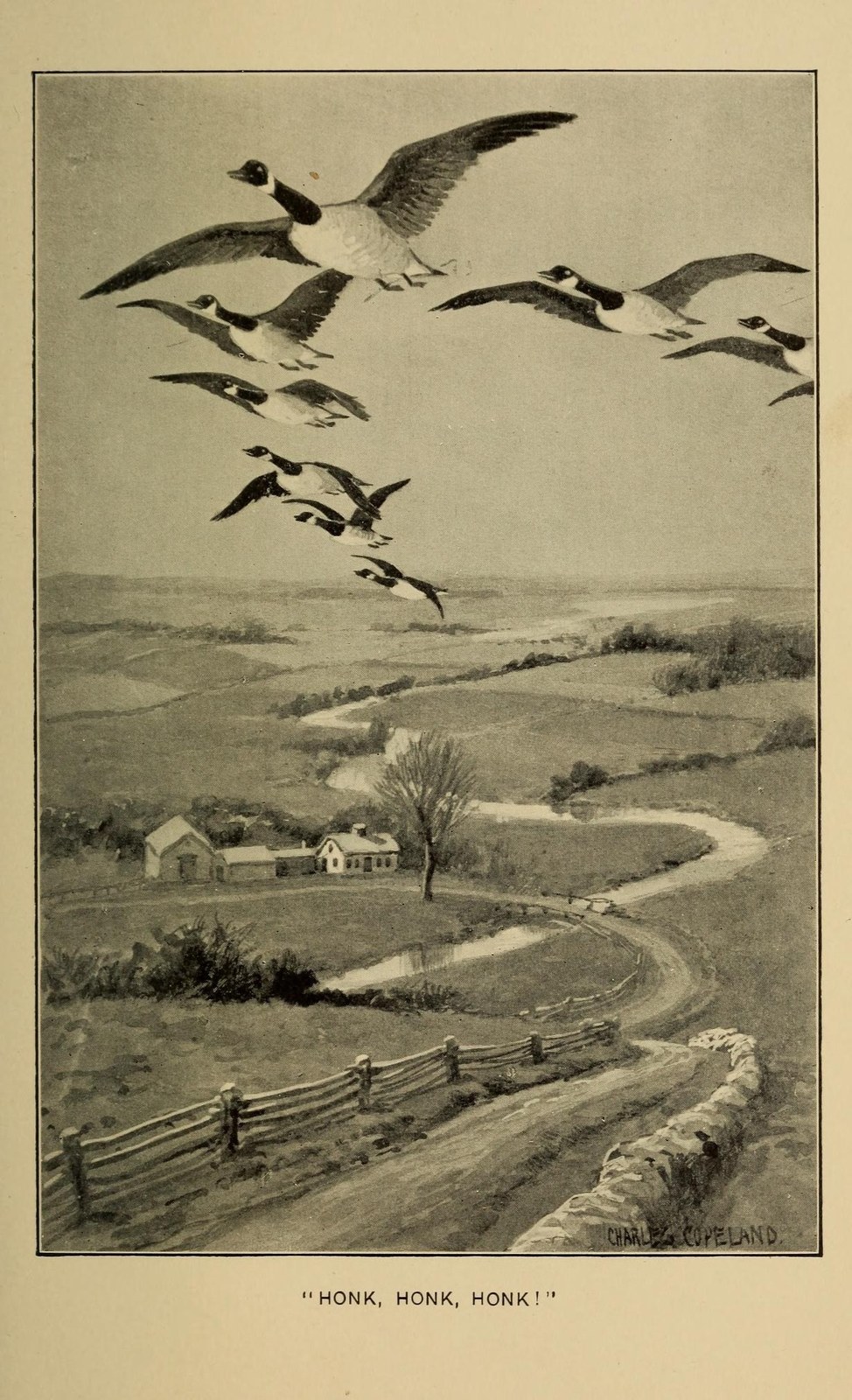 Canada goose — Photographs 3