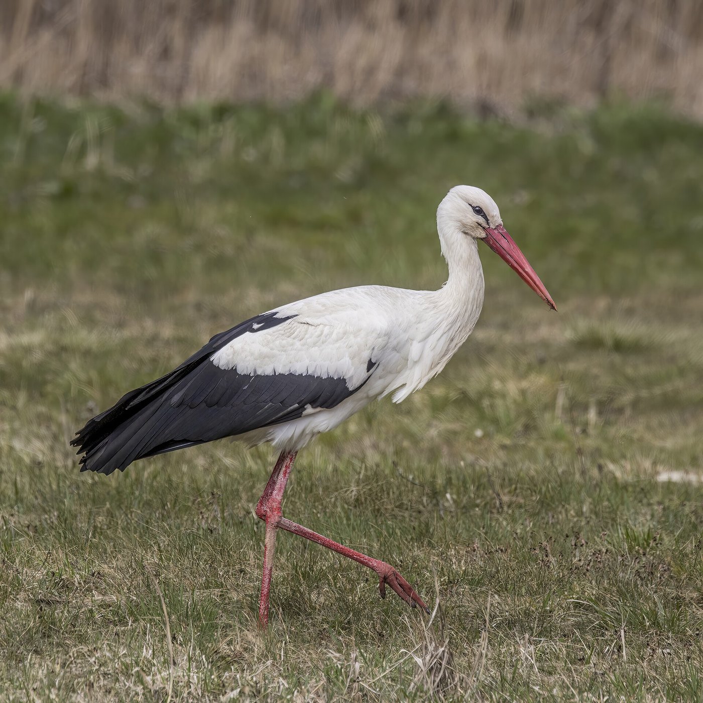 Weißstorch — Fotos 1