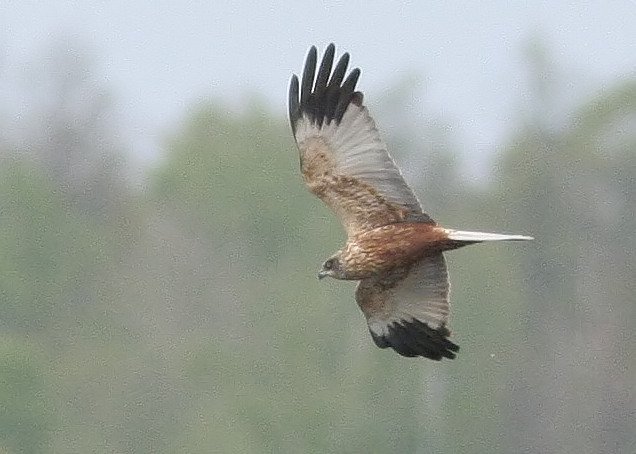 Rohrweihe — Fotos 1