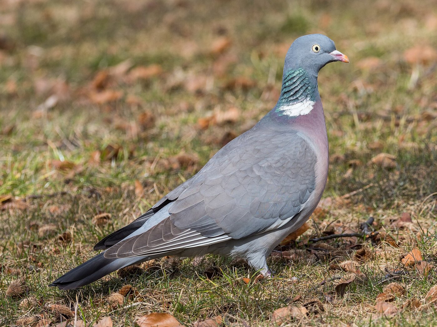 Common wood pigeon — Photographs 1