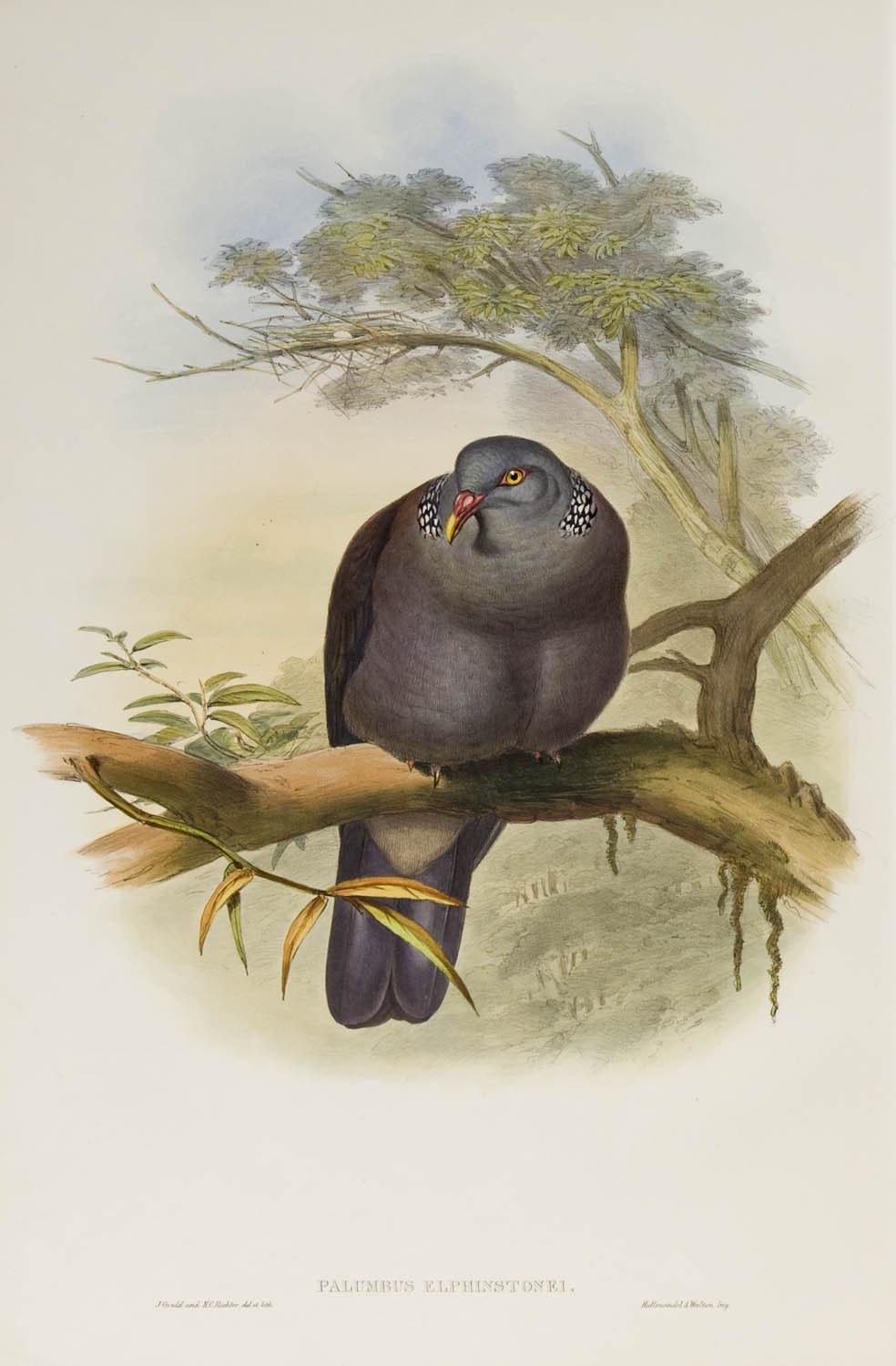 Common wood pigeon — Photographs 2