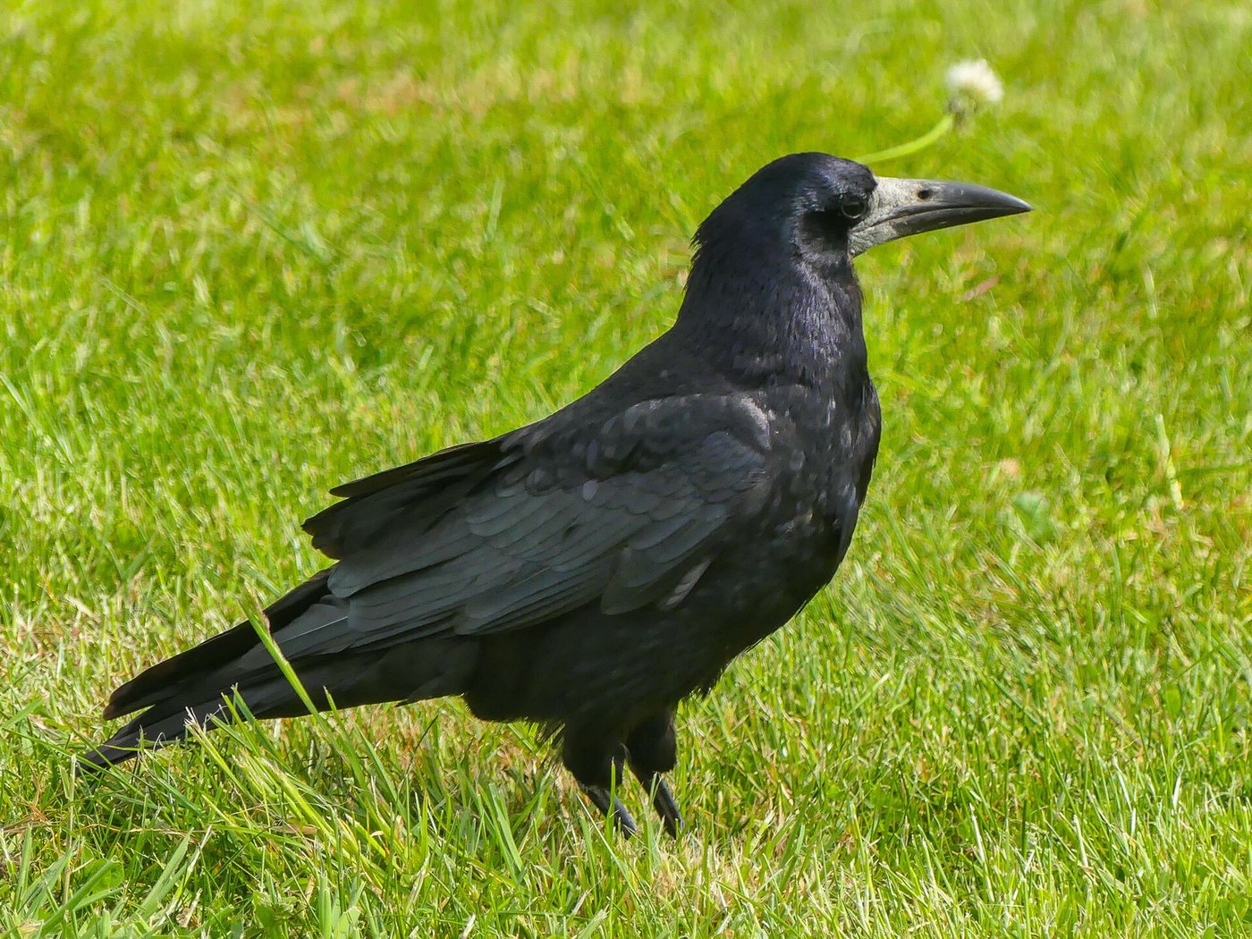 Rook — Photographs 1