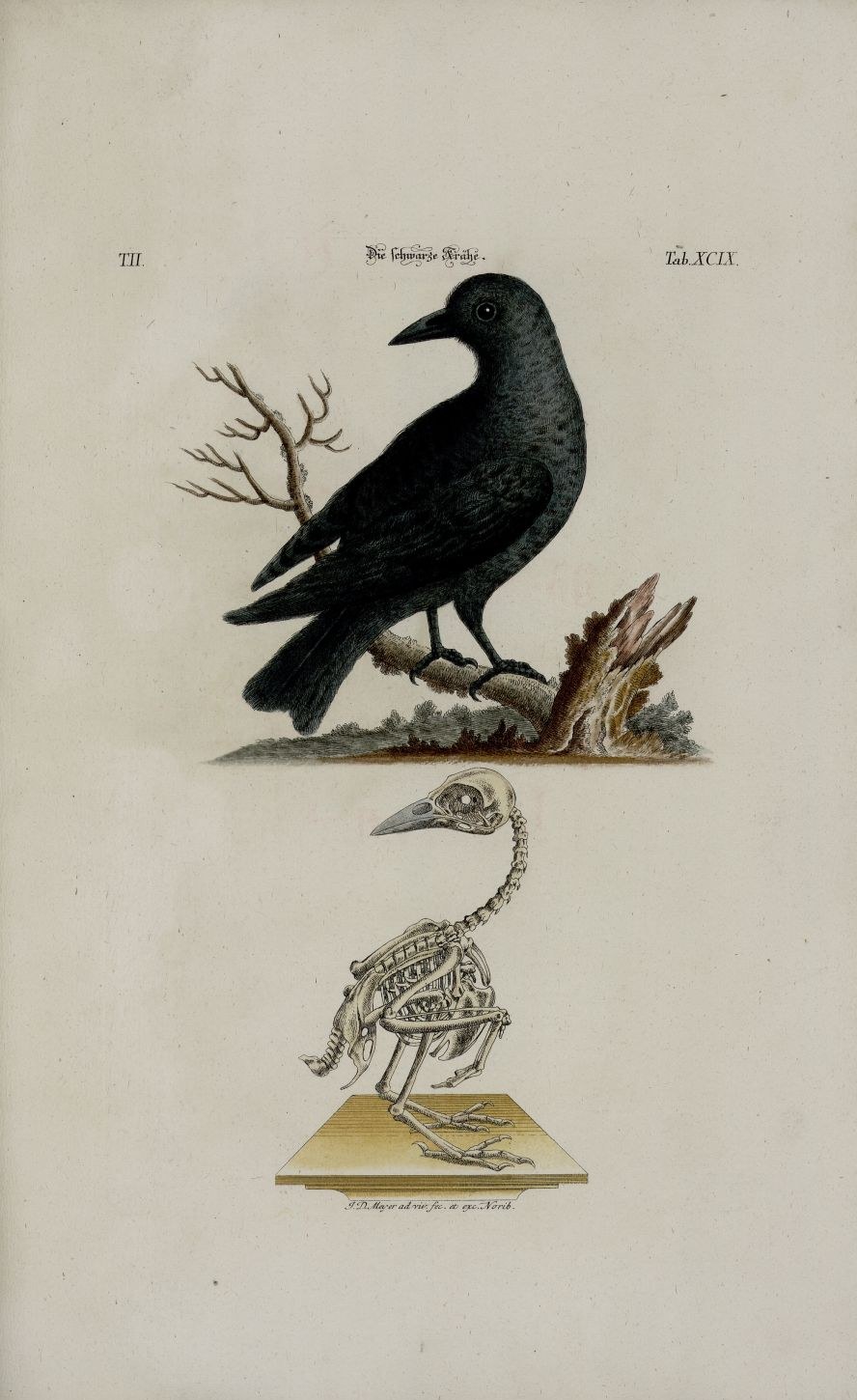 Rook — Photographs 2