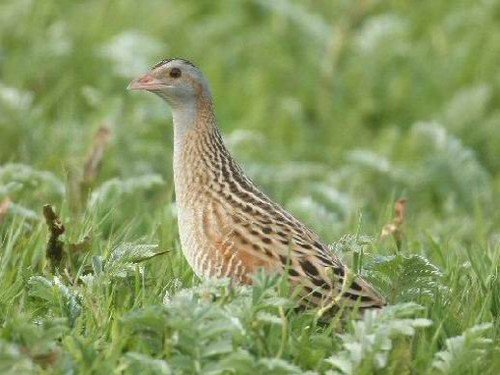 Corn crake, corncrake — Photographs 1