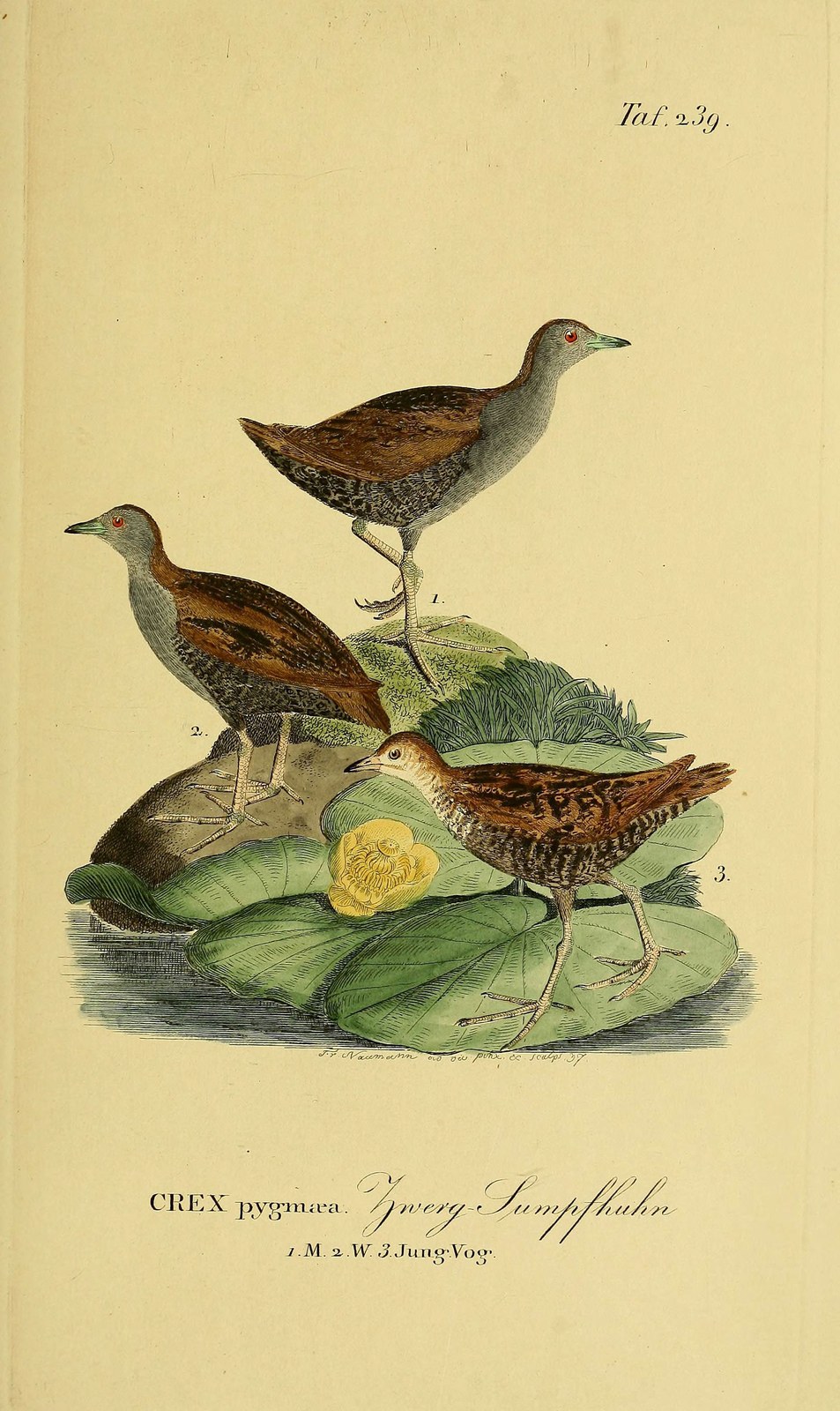 Corn crake, corncrake — Photographs 2