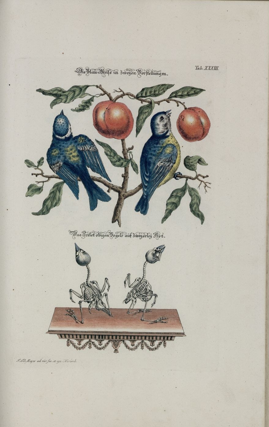Blaumeise — Fotos 2