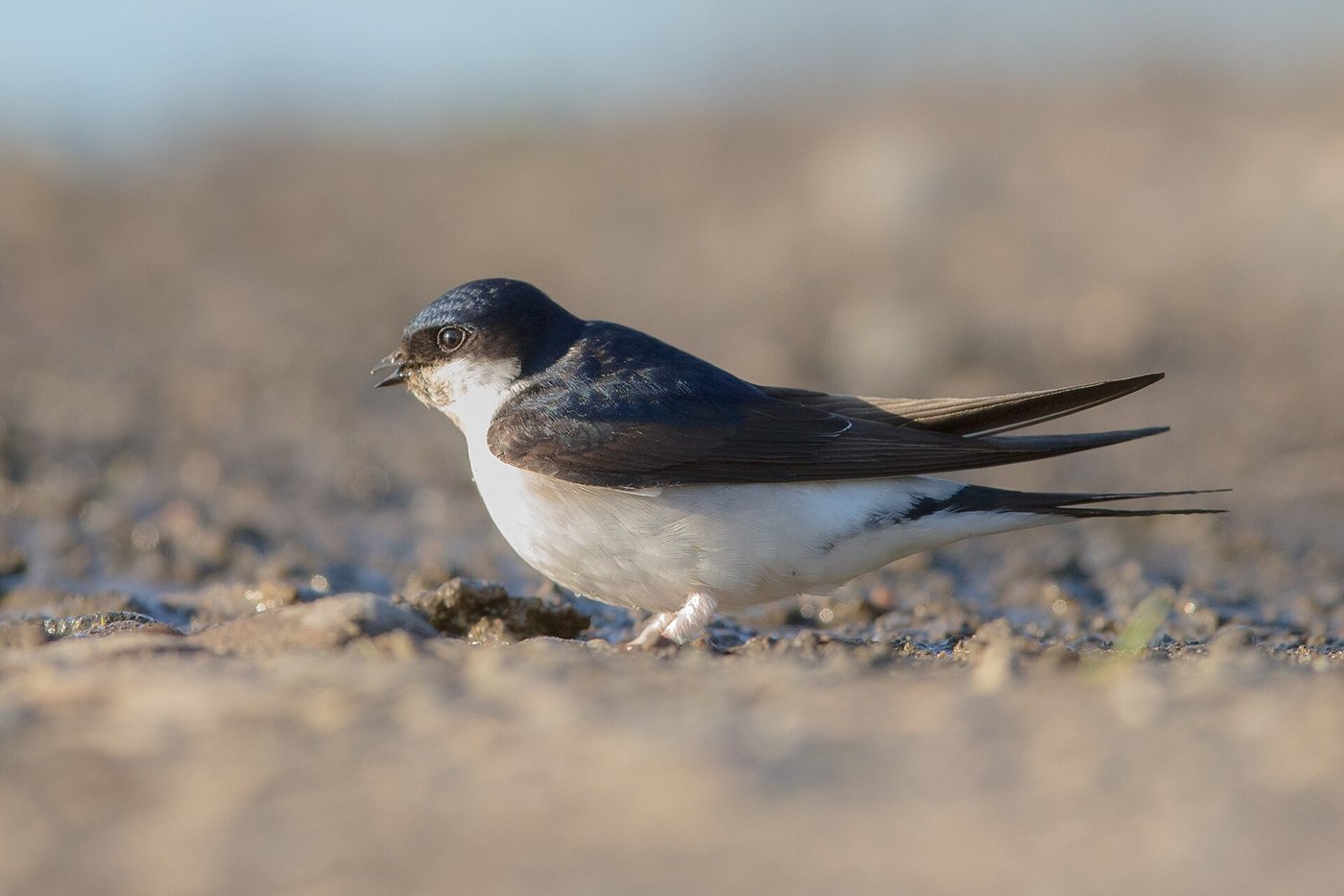 Western house martin — Photographs 1