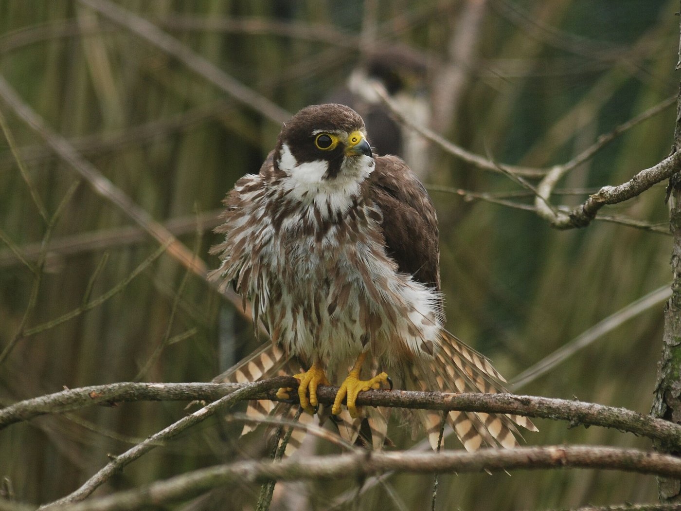 Eurasian hobby — Photographs 1