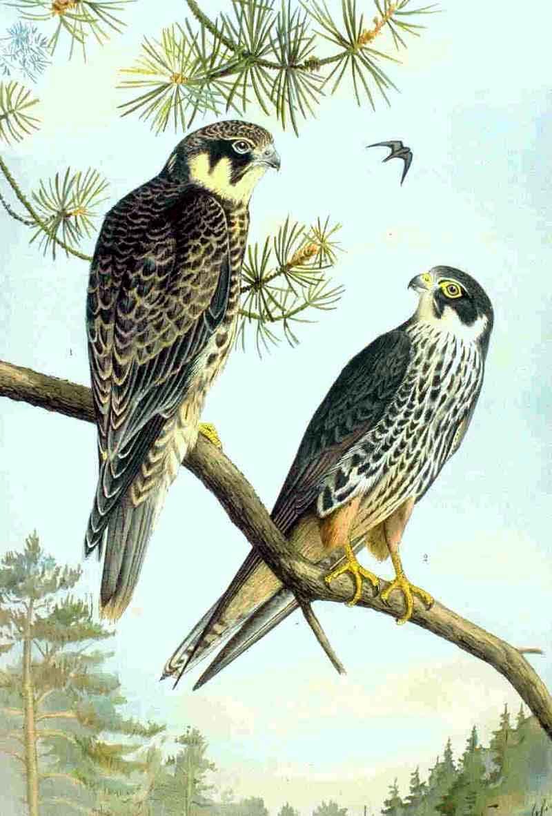Eurasian hobby — Photographs 2