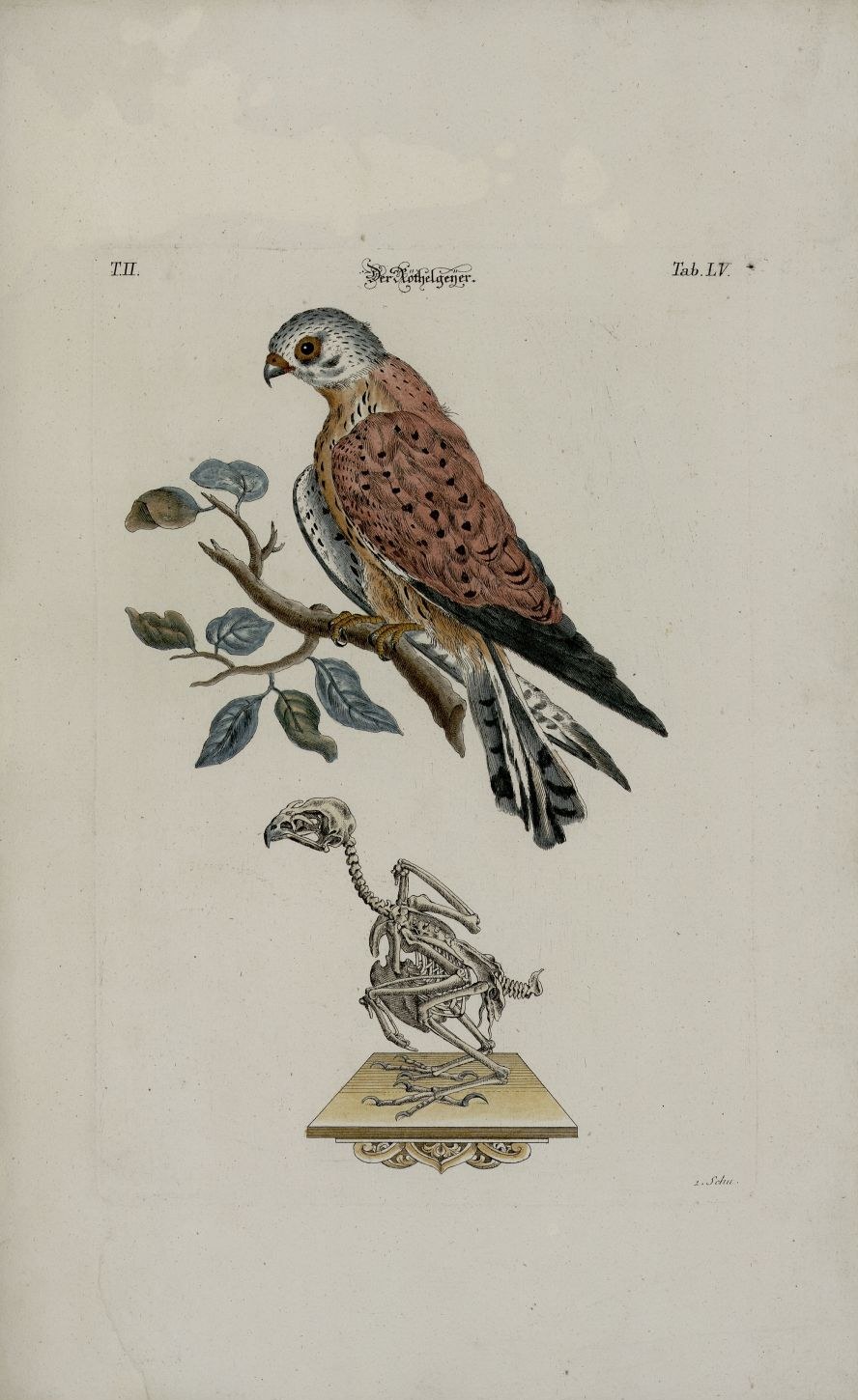 Turmfalke — Fotos 2