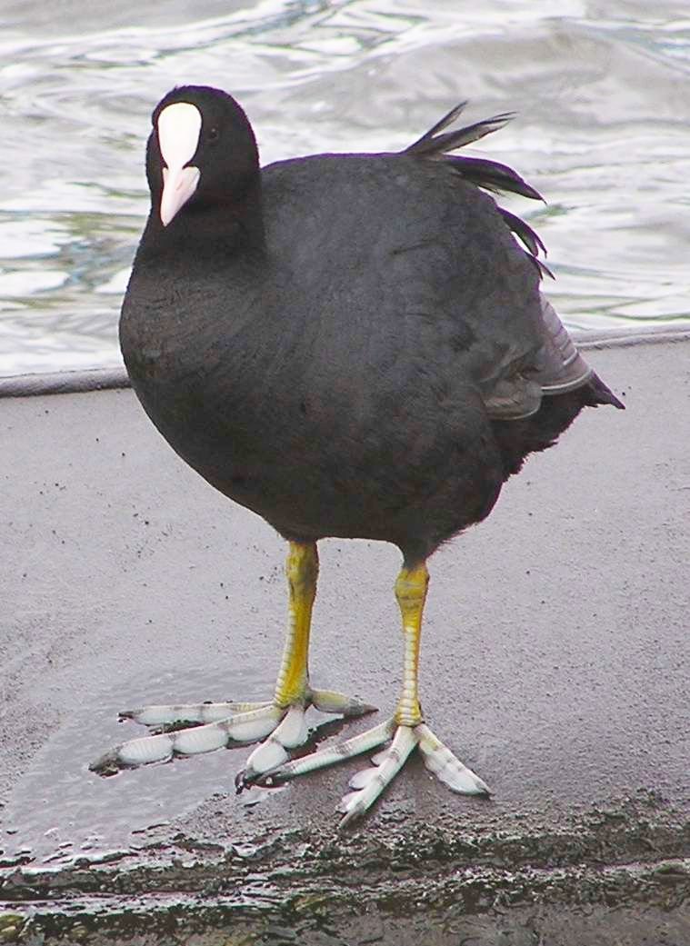 Eurasian coot — Photographs 1
