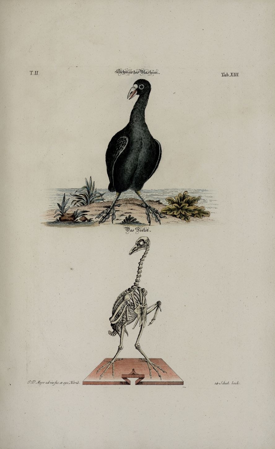Eurasian coot — Photographs 2