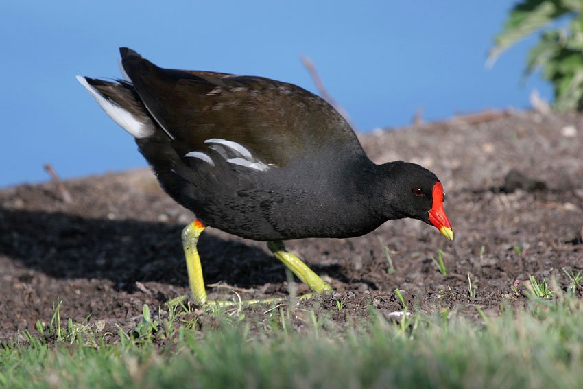 Common moorhen — Photographs 1