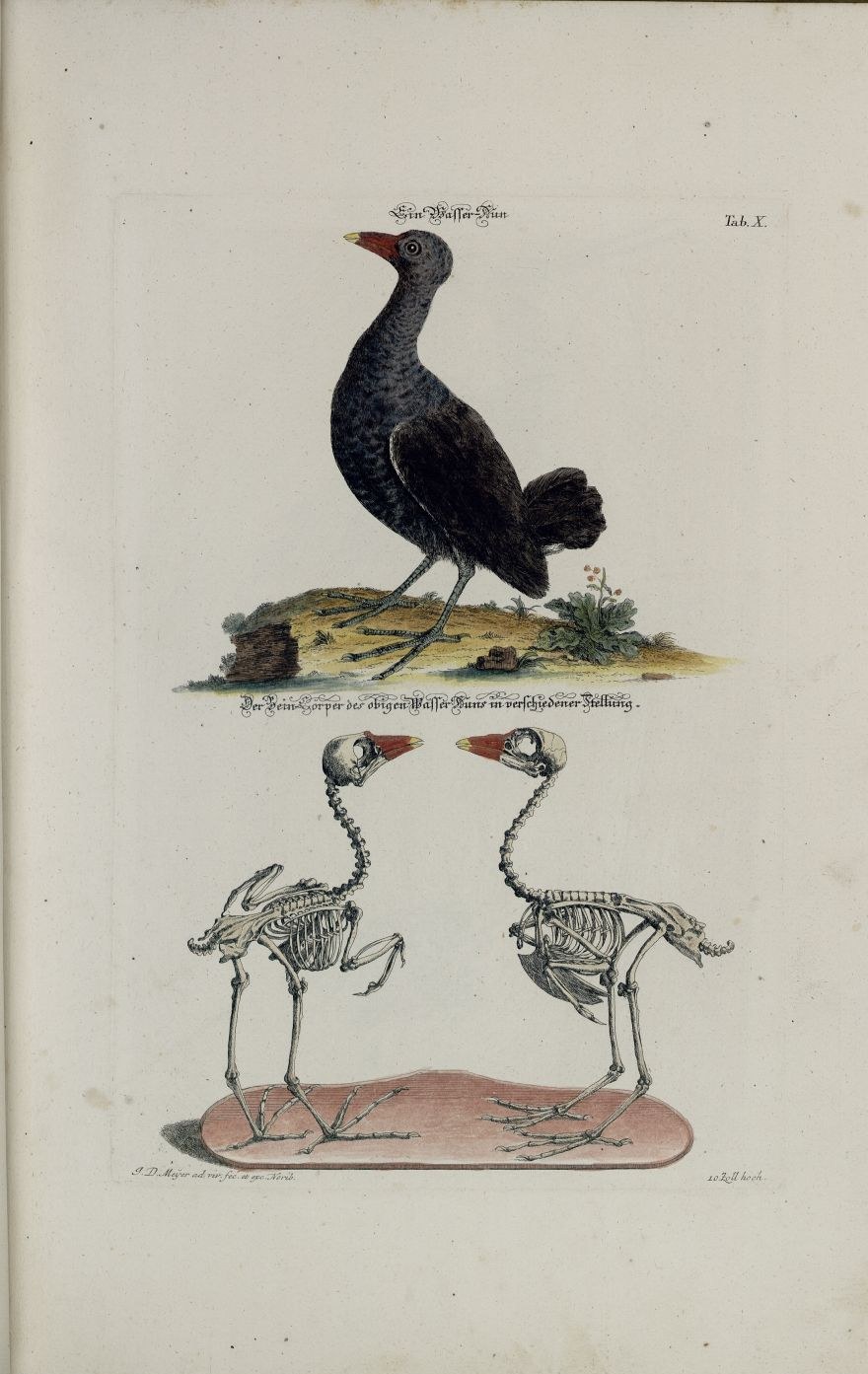 Common moorhen — Photographs 2