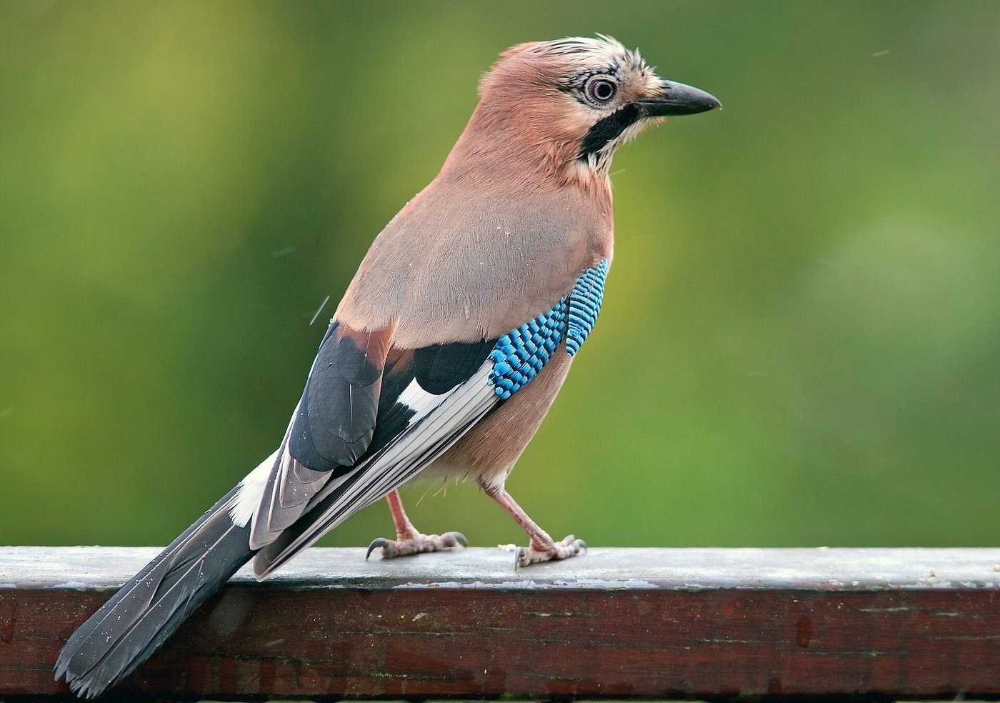 Eurasian jay — Photographs 1