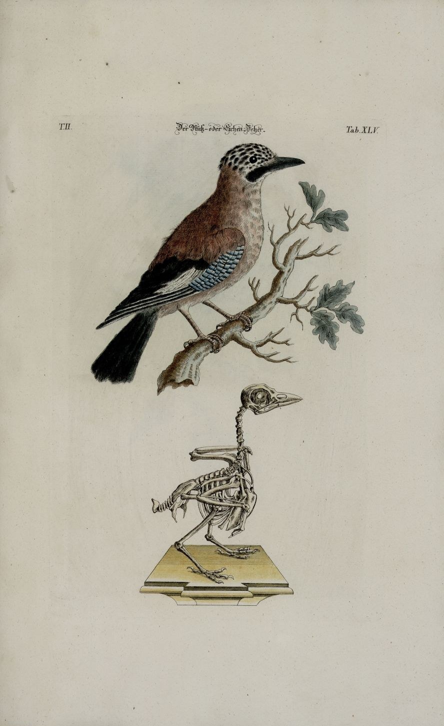 Eurasian jay — Photographs 2