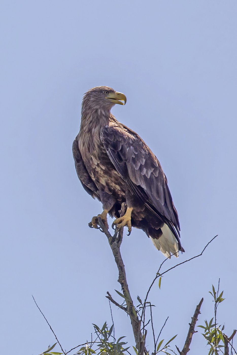 Seeadler — Fotos 1
