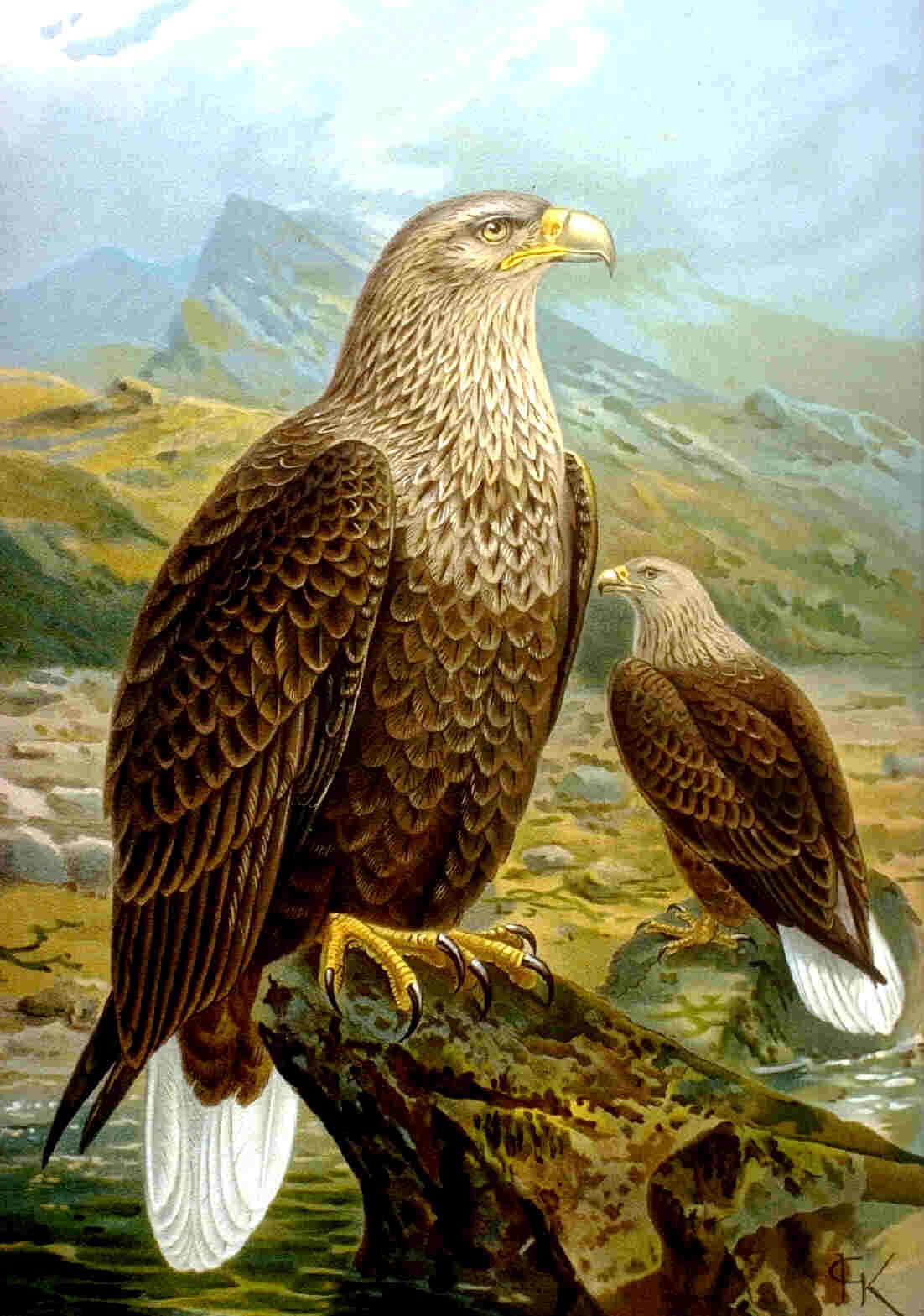 Seeadler — Fotos 2