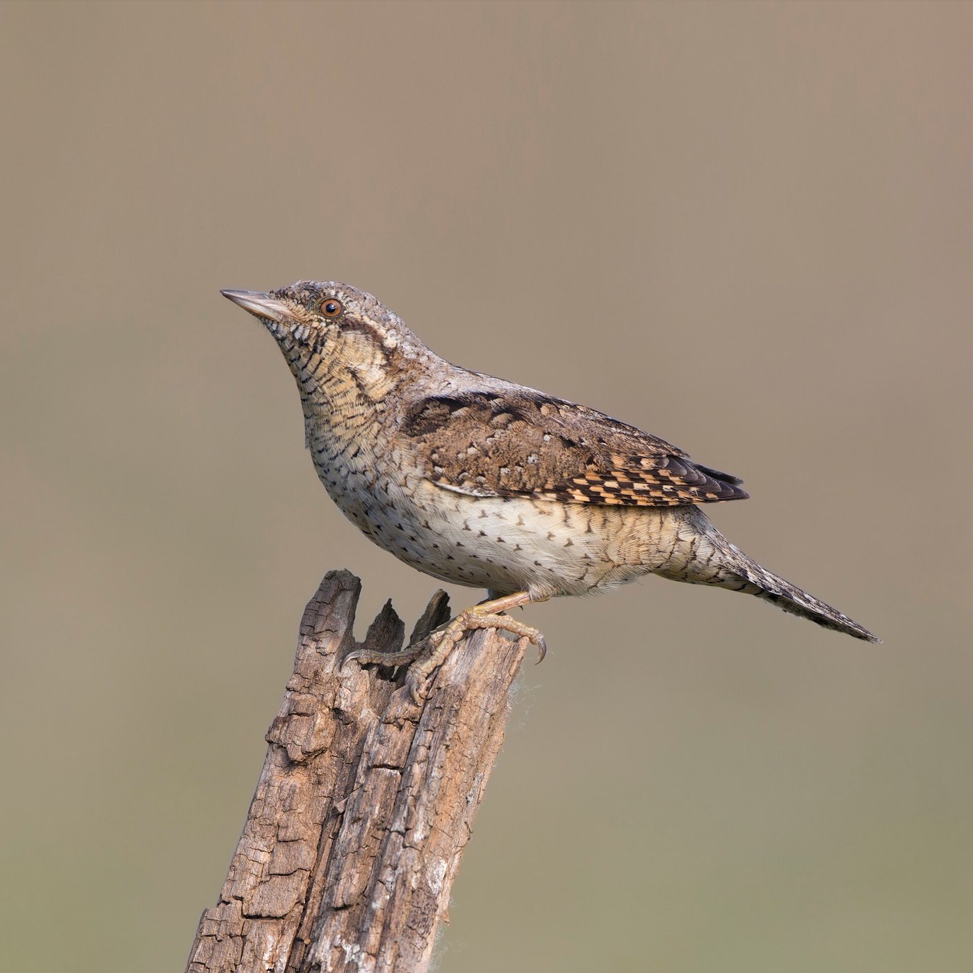 Eurasian wryneck — Photographs 1