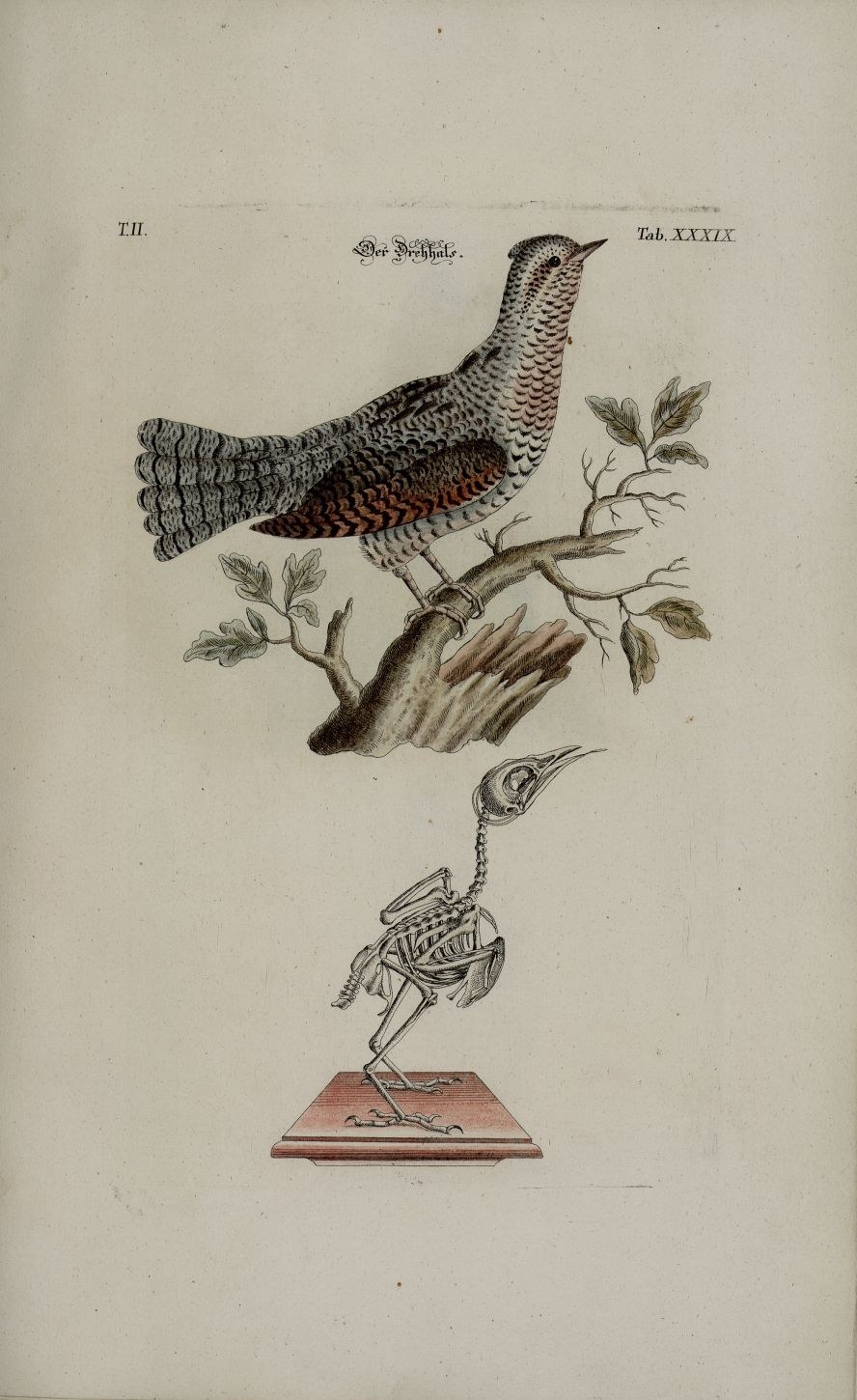 Eurasian wryneck — Photographs 2