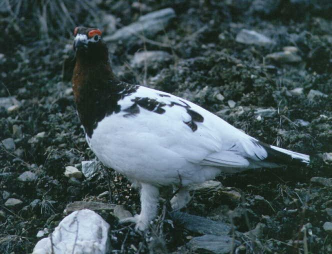 Willow Grouse — Photographs 1