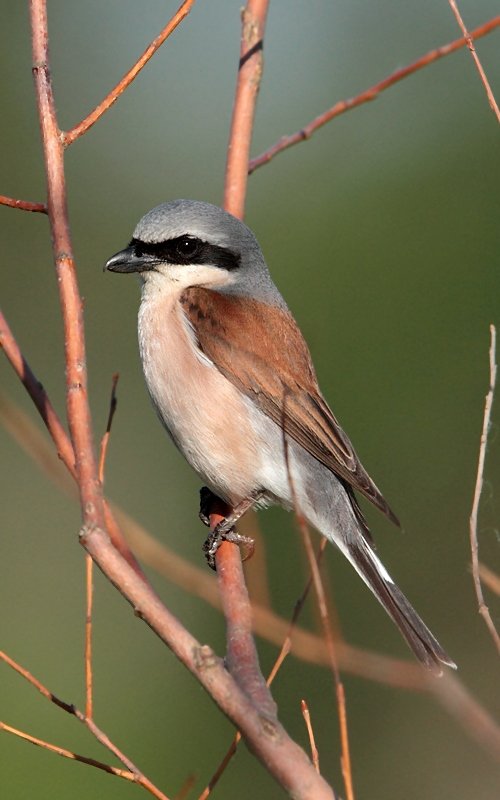 Red-backed shrike — Photographs 1