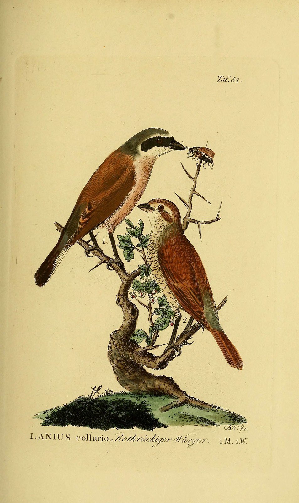Red-backed shrike — Photographs 2