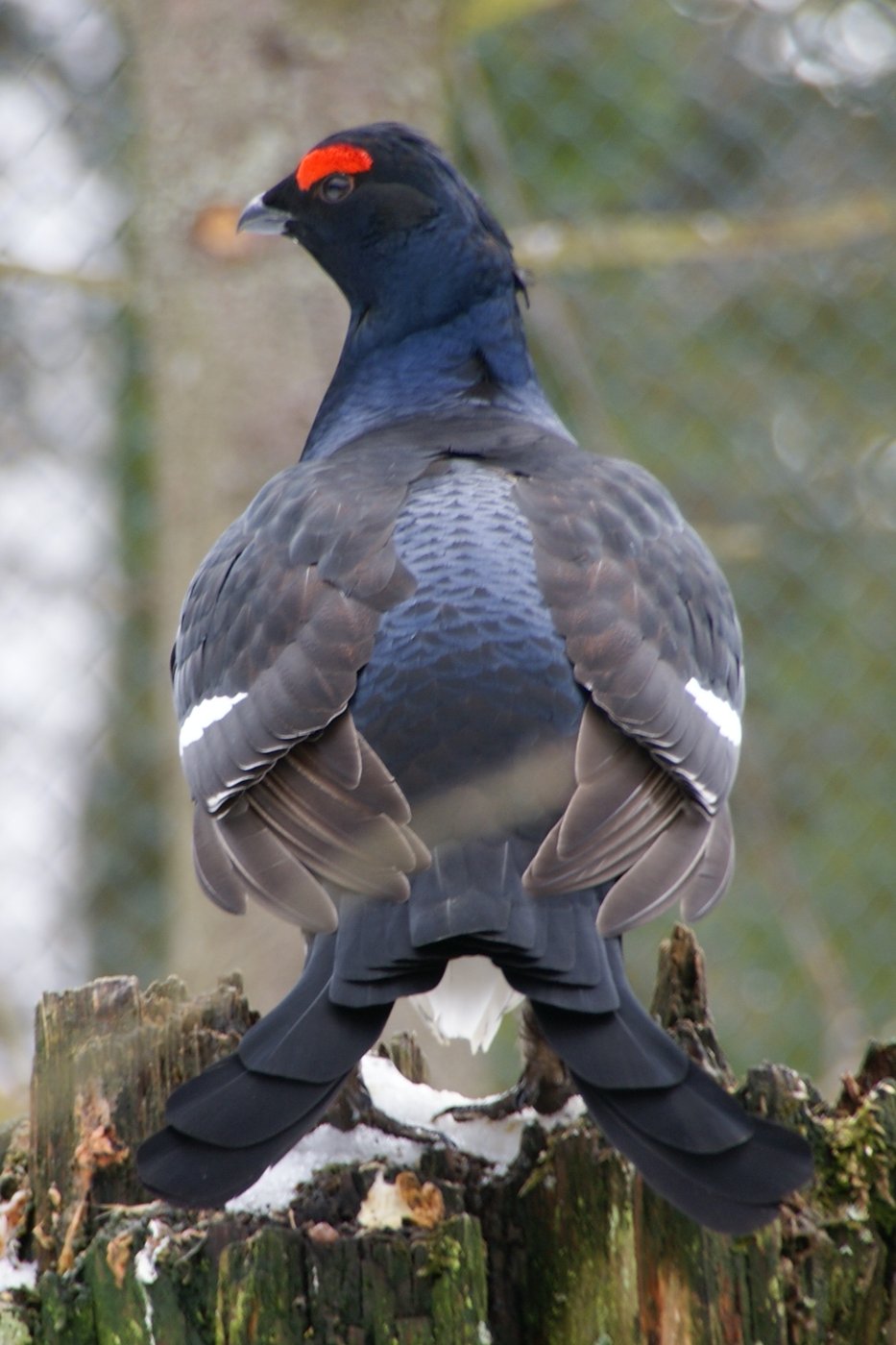 Black grouse — Photographs 1