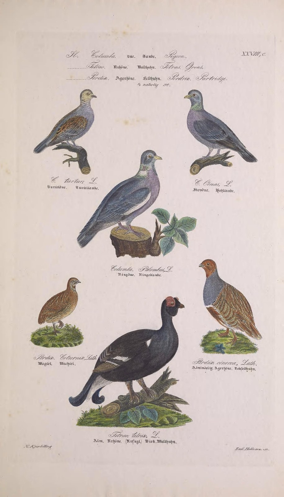 Black grouse — Photographs 2