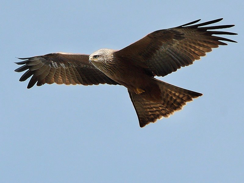 Black kite — Photographs 1