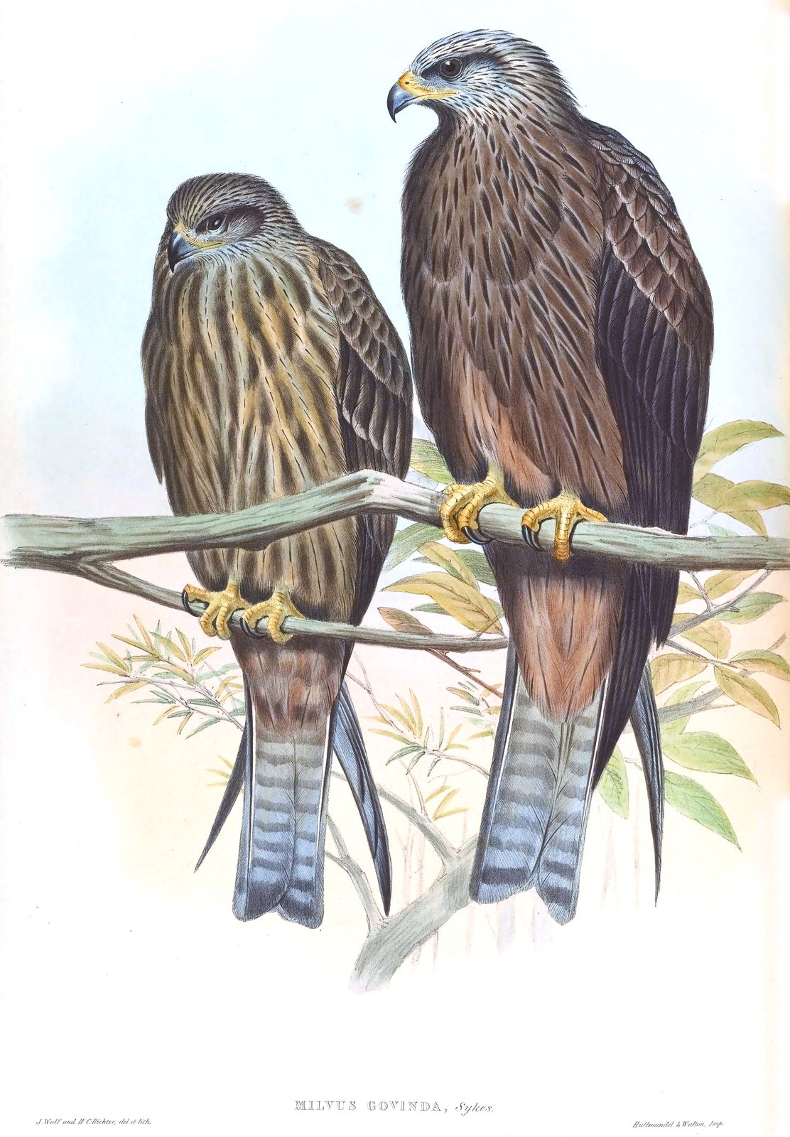 Black kite — Photographs 2