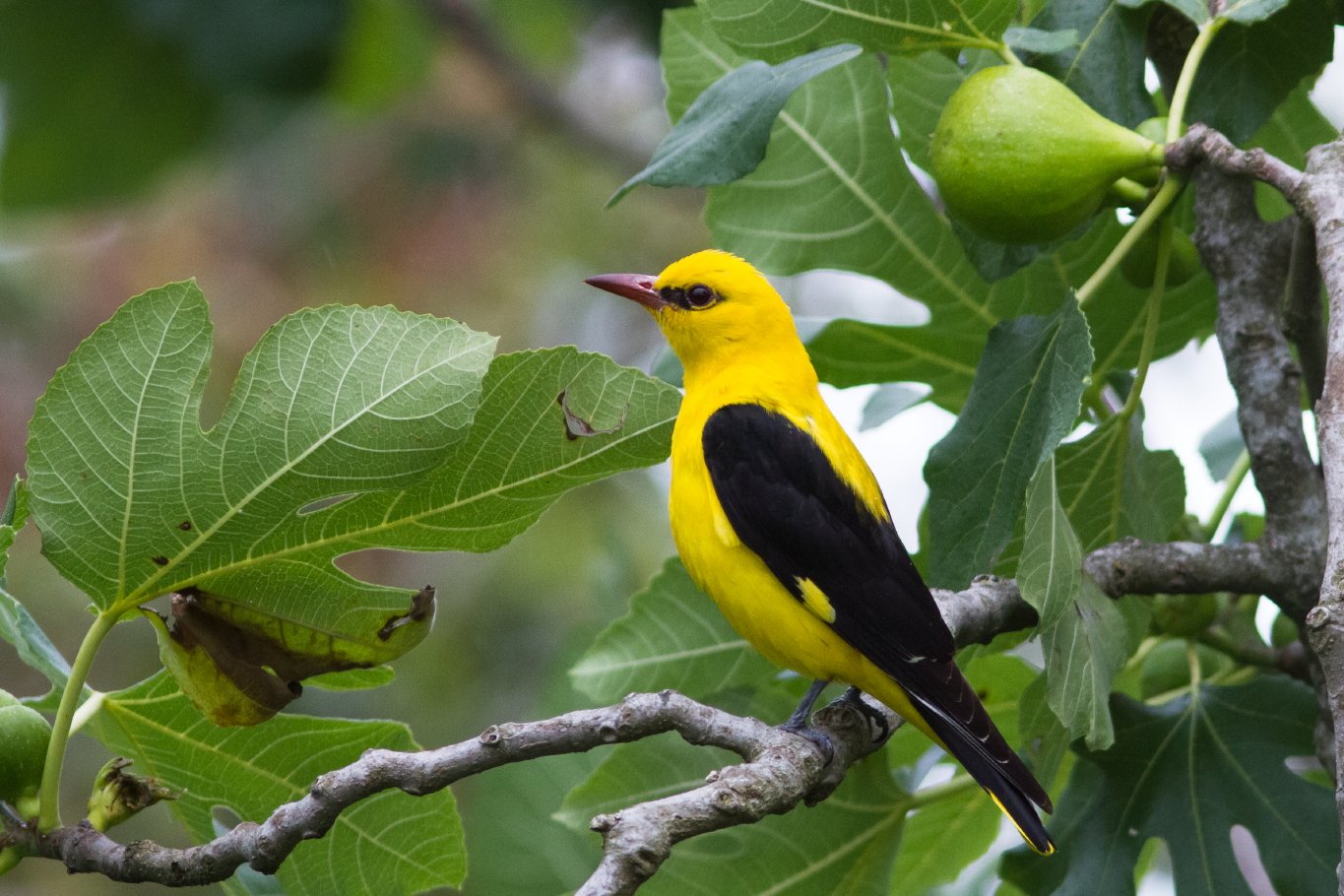 Eurasian golden oriole — Photographs 1