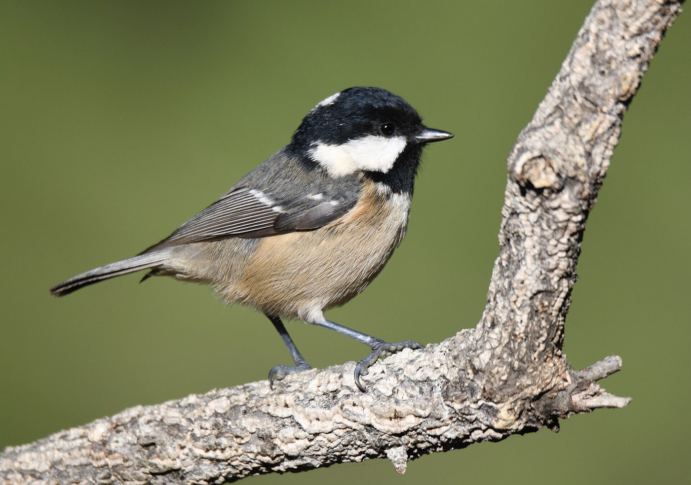 Coal tit — Photographs 1