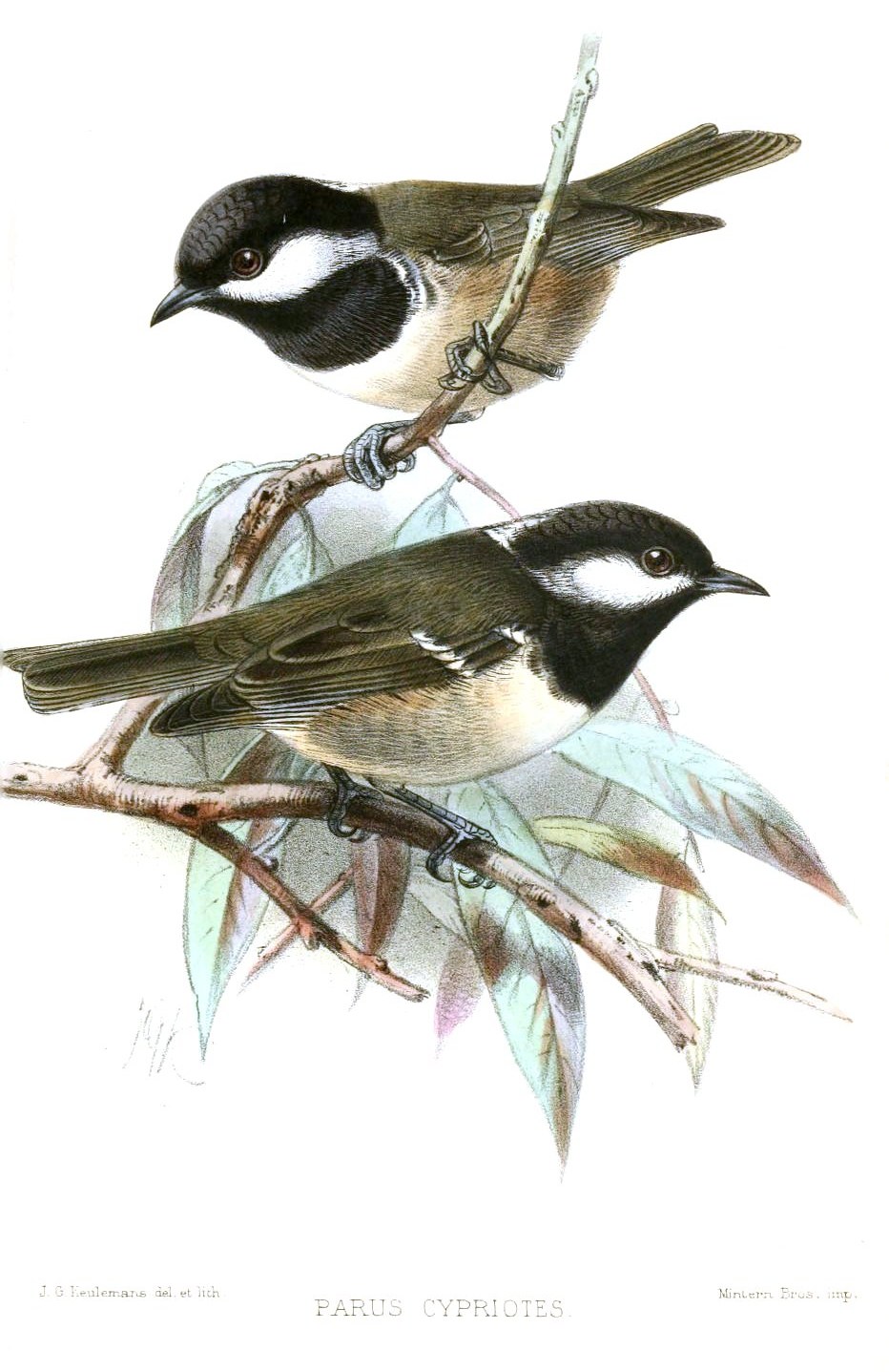 Coal tit — Photographs 2