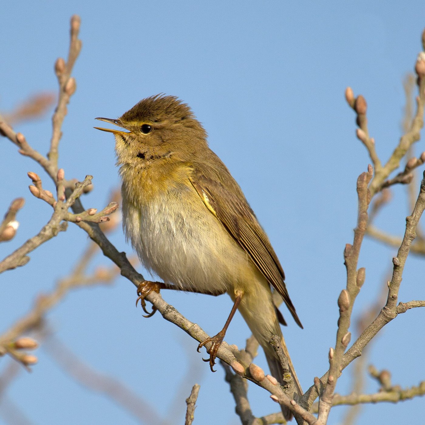Willow warbler — Photographs 1