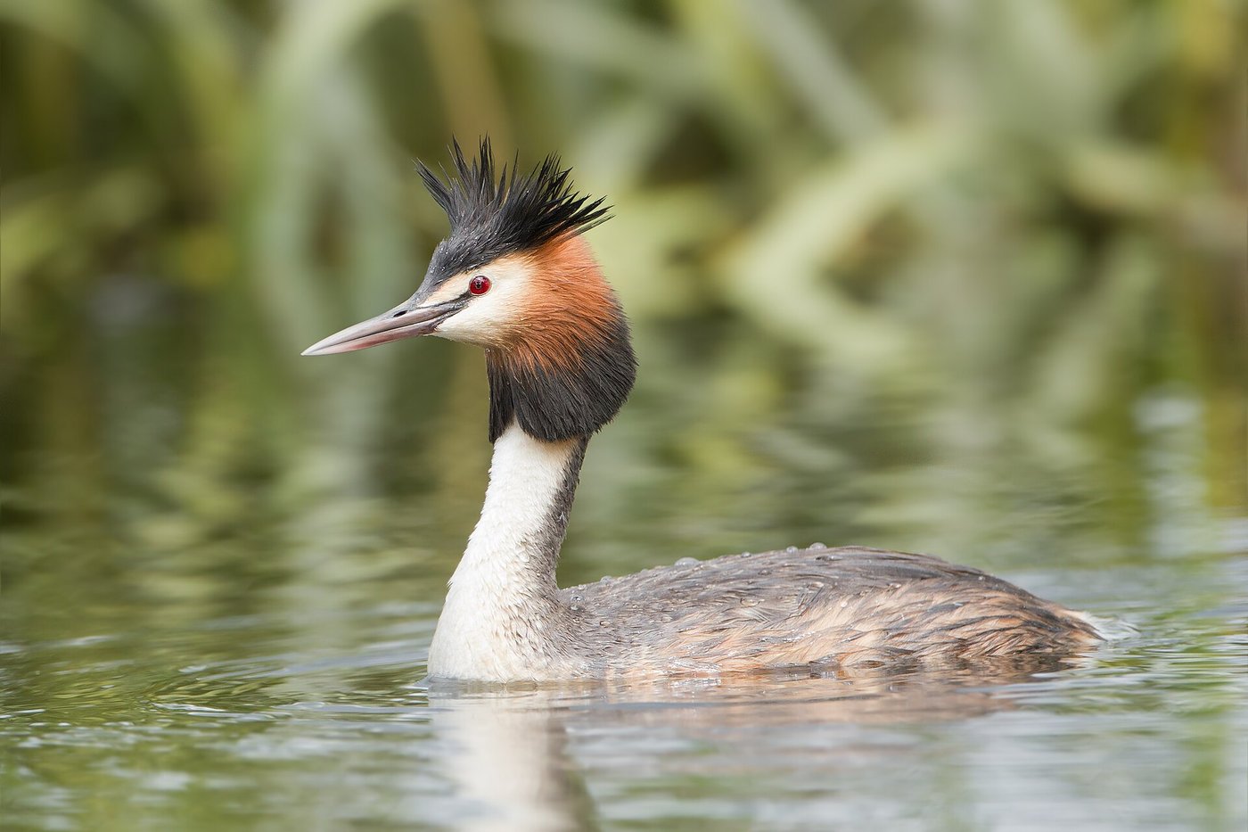 Great crested grebe — Photographs 1