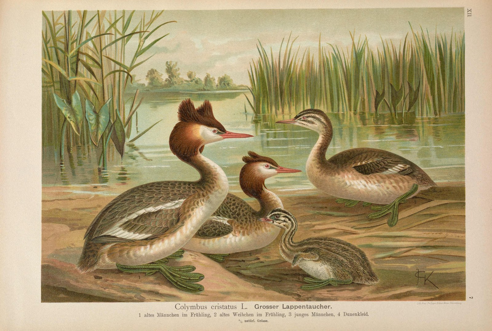 Great crested grebe — Photographs 2