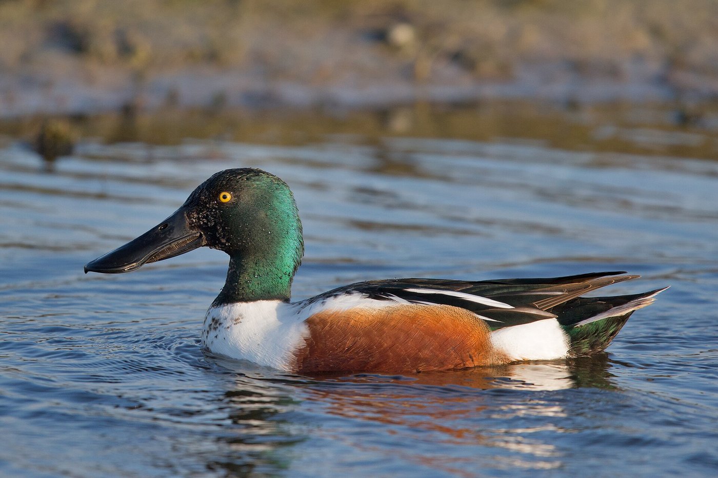 Northern shoveler — Photographs 1