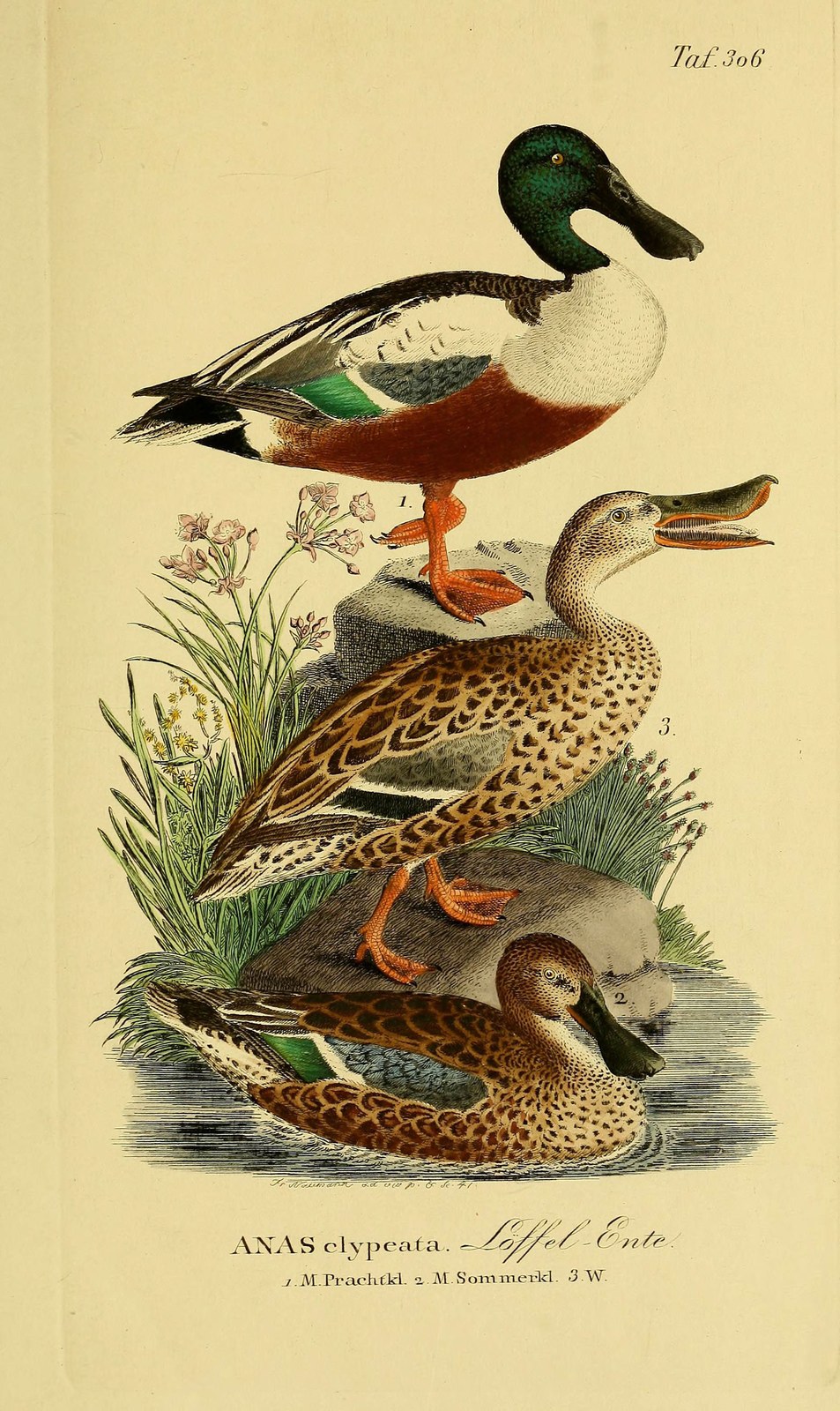 Northern shoveler — Photographs 2
