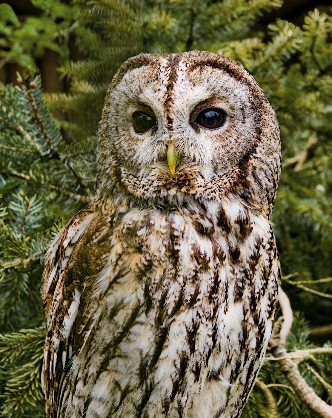 Tawny owl — Photographs 1