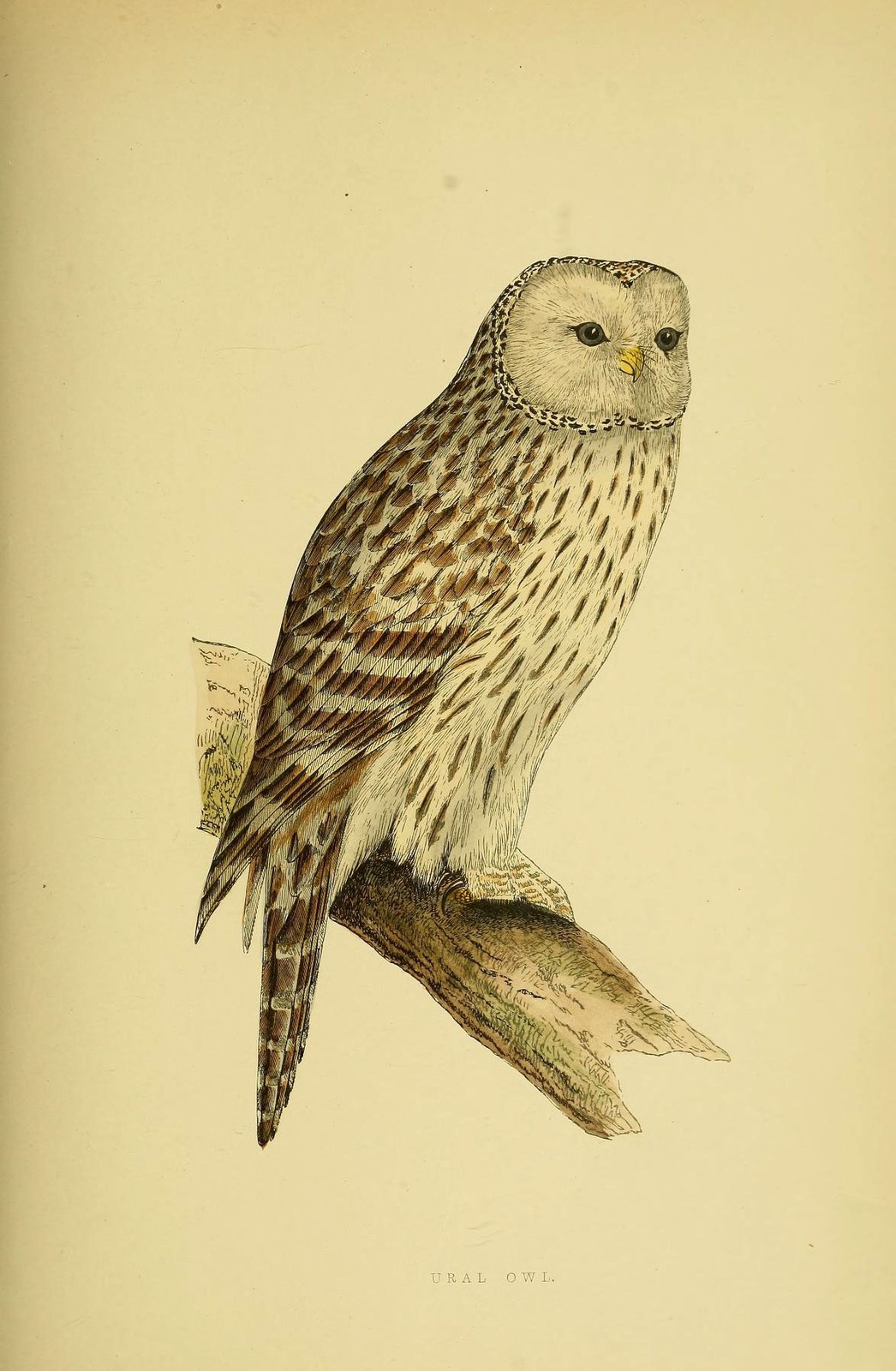 Tawny owl — Photographs 2